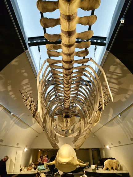 Natural History Museum (Royal Belgian Institute of Natural Sciences) Brussels (Belgium)